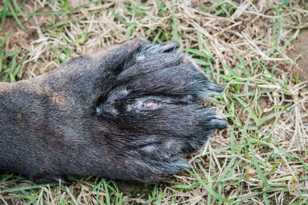 dog with sore paw