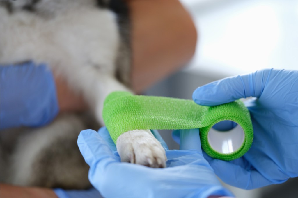 dog having paw bandaged