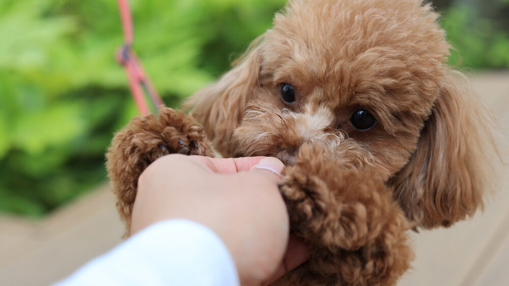 Best Dog Food For Toy Poodles