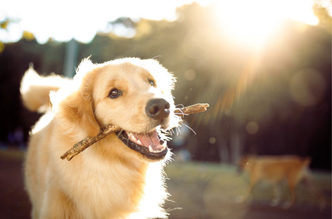 Dog park trail safety - A Golden Retriever dog biting a stick while in an outdoor dog park.