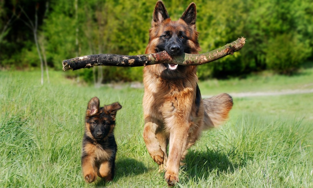 german-shepherd-with-puppy-and-stick