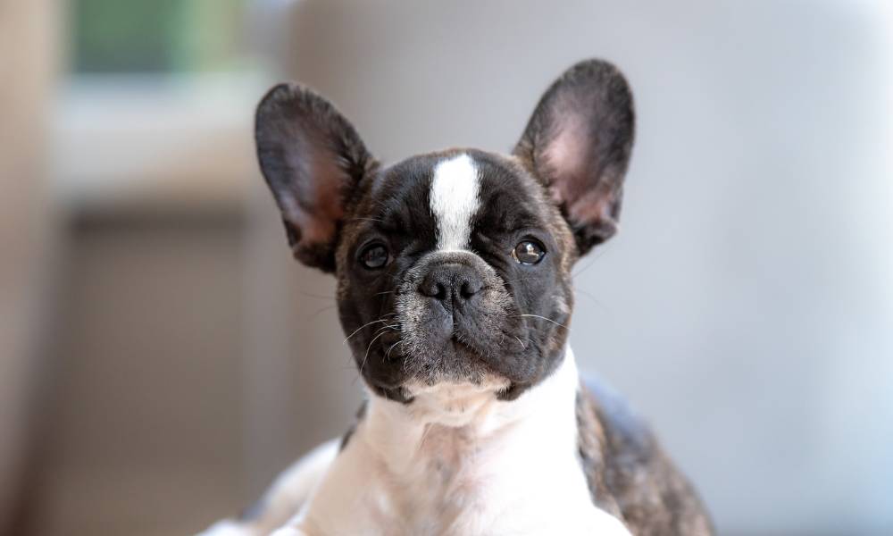 french-bulldog-black-white-brindle-coat-pupp