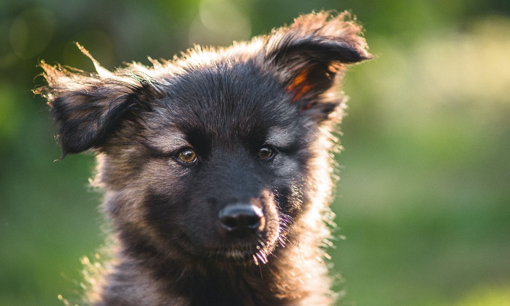 german-shepherd-puppy facts about puppies