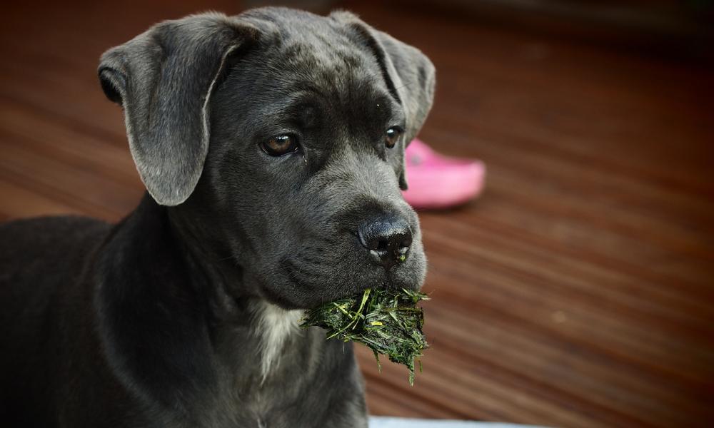 Black-Cane-Corso-Puppy