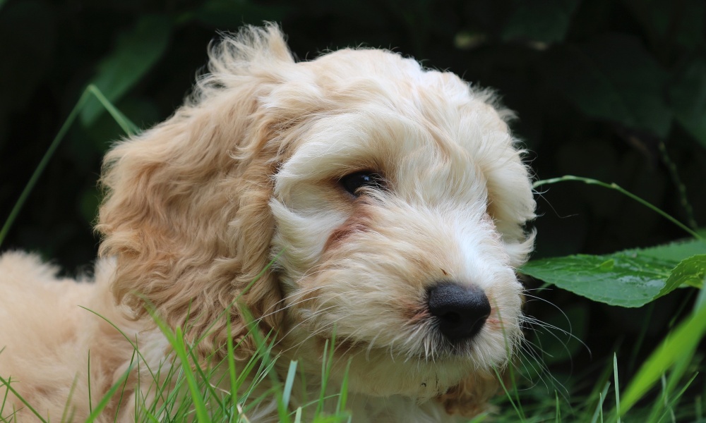 cockapoo-puppy-outside paw patrol dog breeds