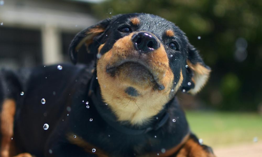 Rottweiler-Puppy