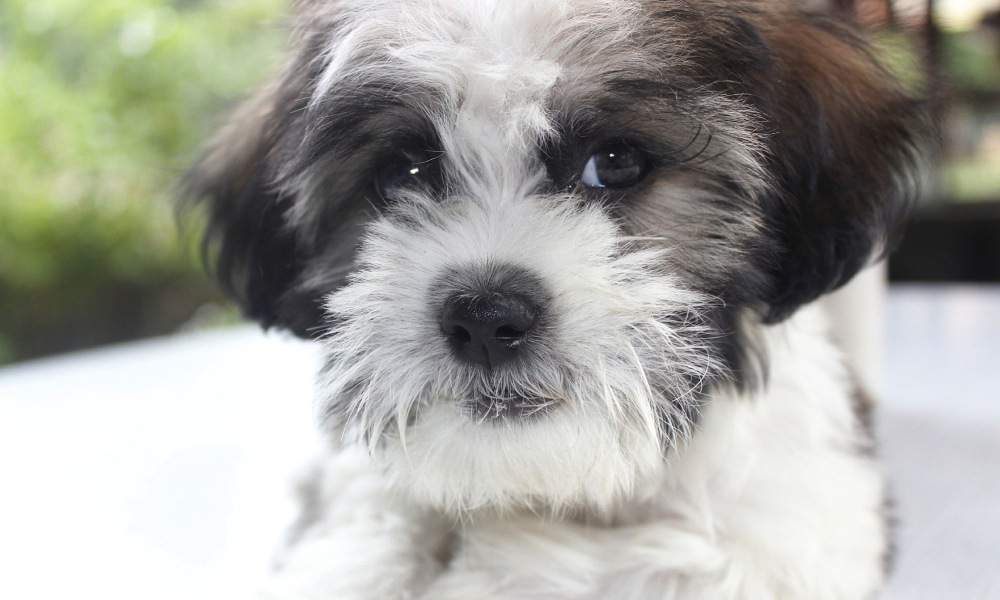 shihpoo-puppy-black-and-white