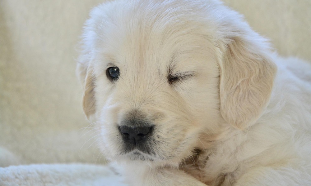 puppy-golden-retriever-winking