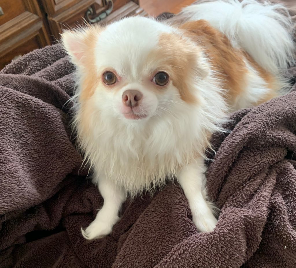 Long hair white and tan chihuahua on brown blanket.