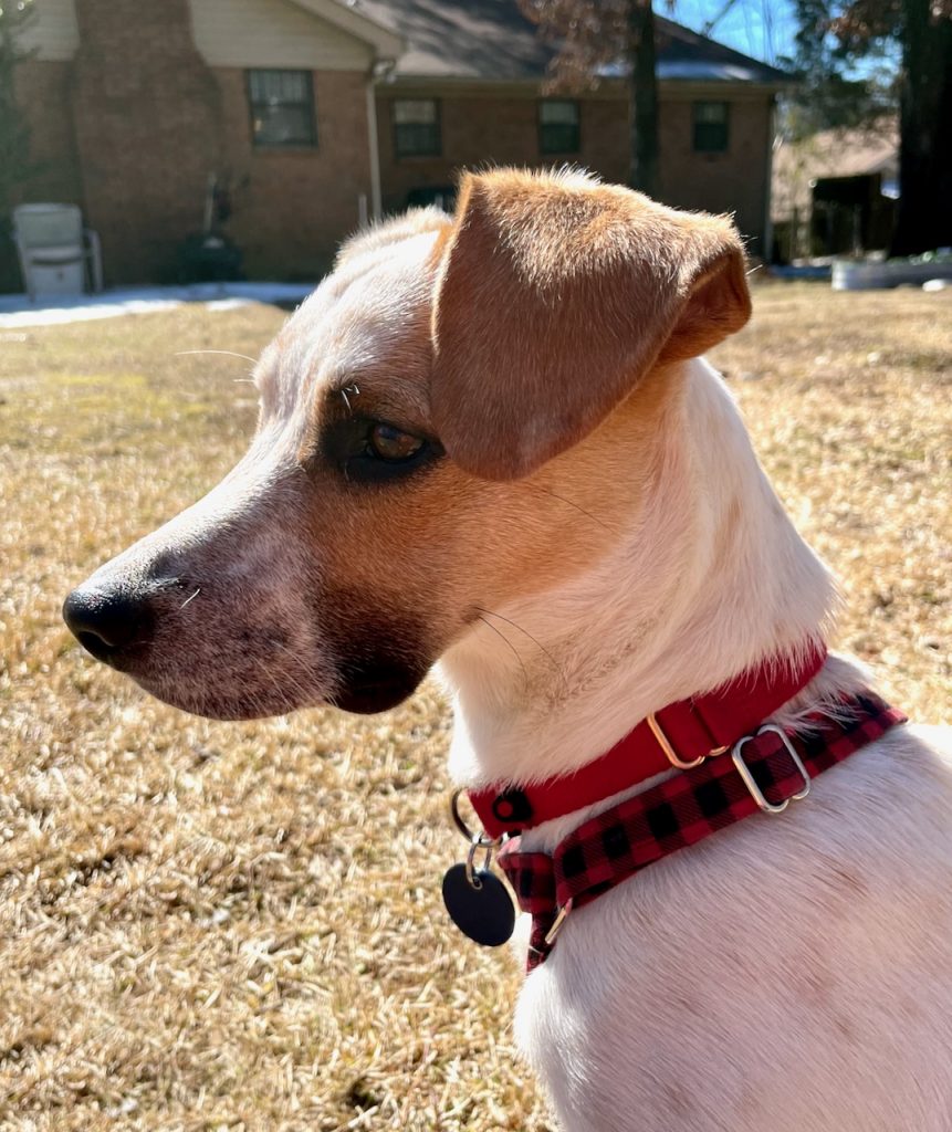 A head profile shot of a white dog with a brown ear and brown ticking. His ears are forward and he is looking at and listening to something intently. 