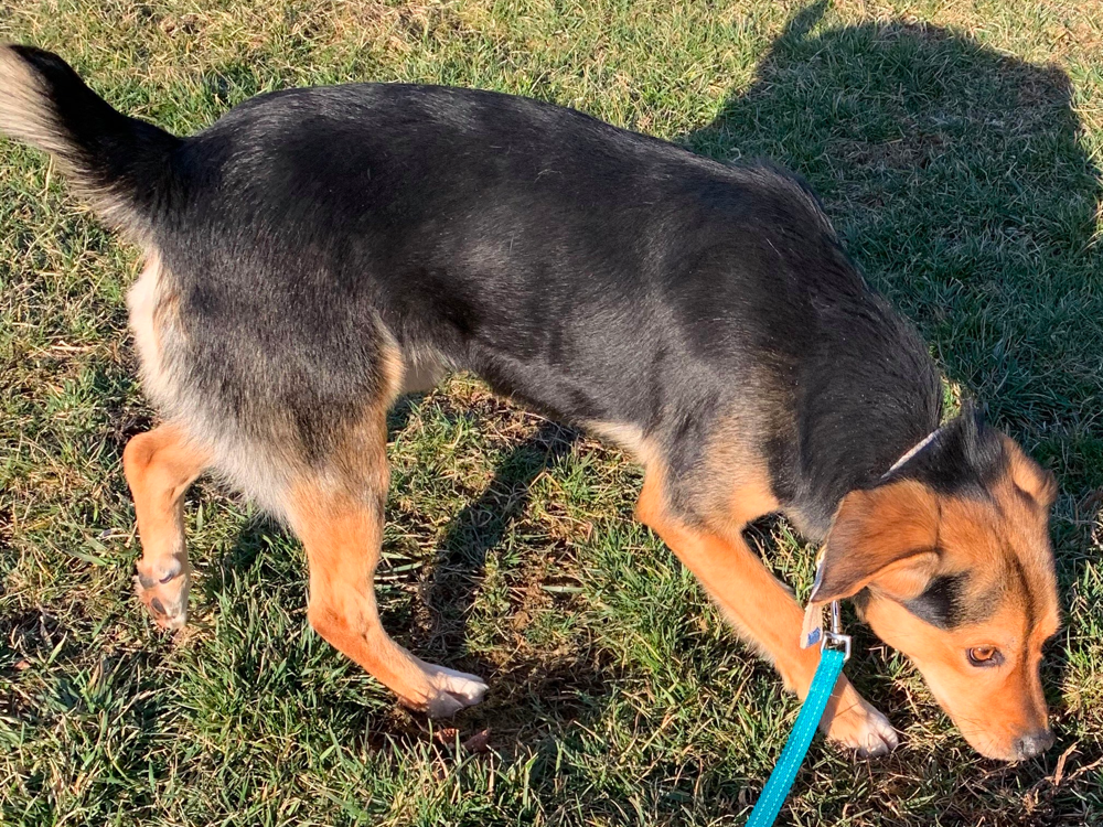 Golden Retriever Beagle Mix Exercise Need