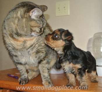 a Yorkie Puppy and a short hair cat