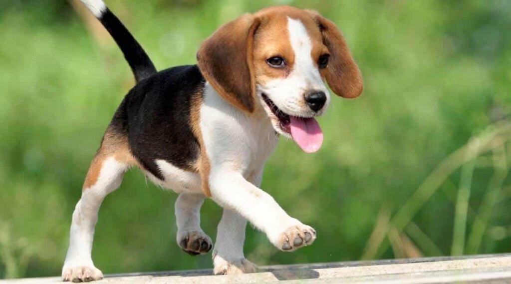 A cute Beagle puppy walking outside.