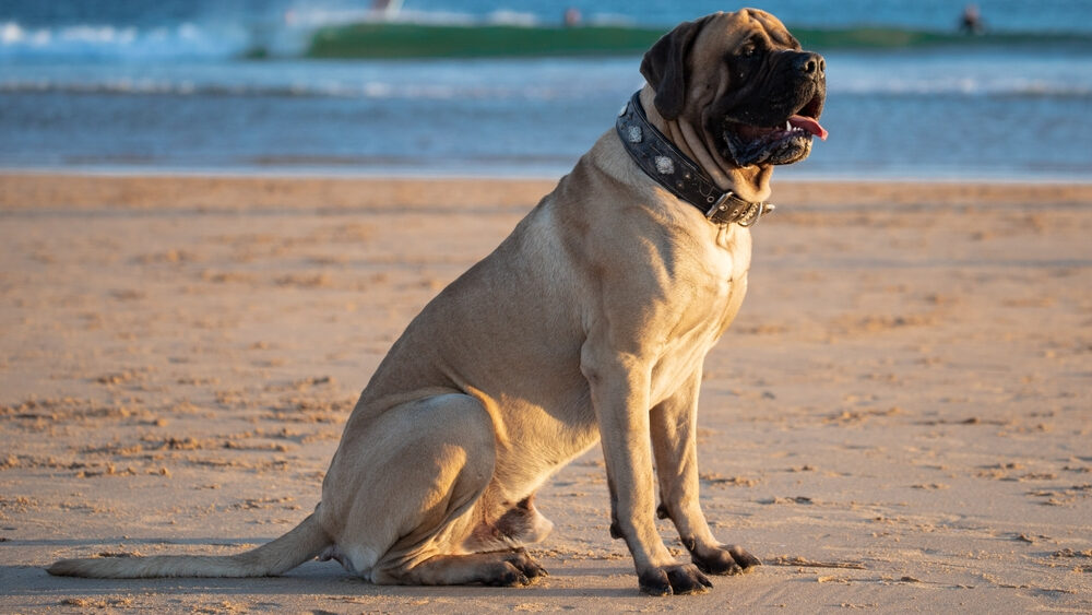 Best Dog Food For Mastiff