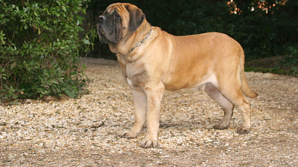 Best Dog Food For Mastiffs