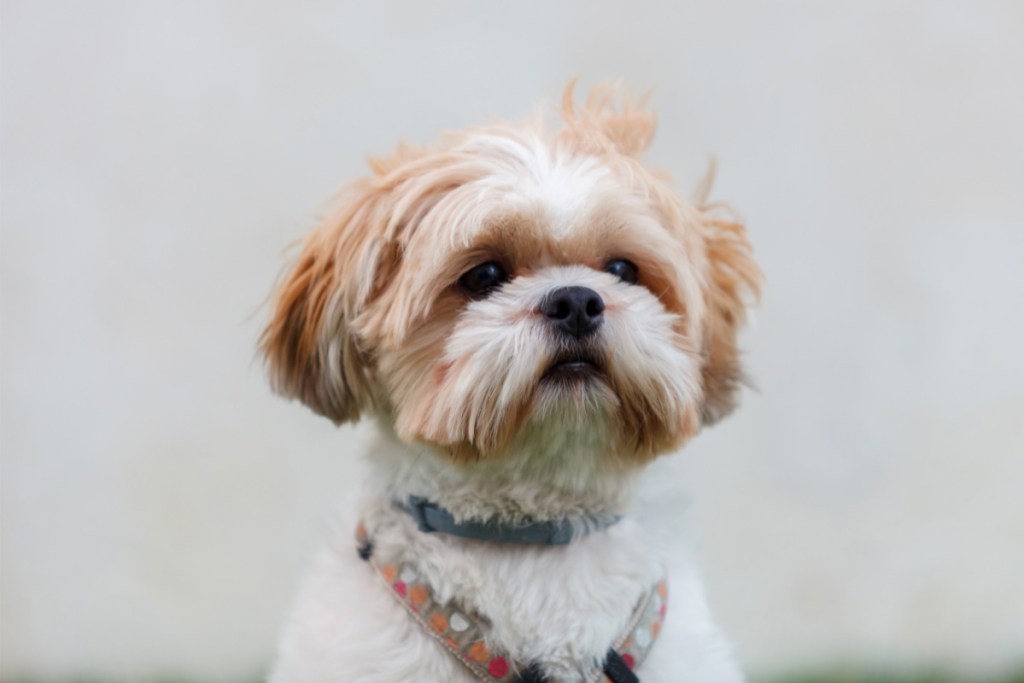 Shih Tzu white and brown dog