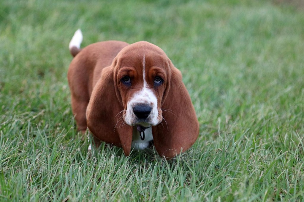 Basset Hound lazy dog breeds that don't shed