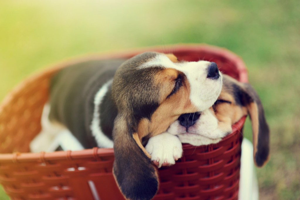 two basset hounds asleep in wicker bed