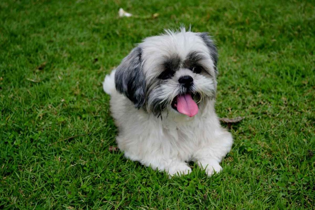 american shih tzu on grass