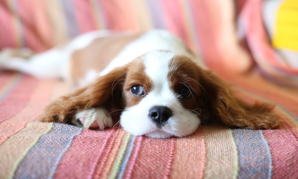 cavalier-king-charles-spaniel-on-the-sofa