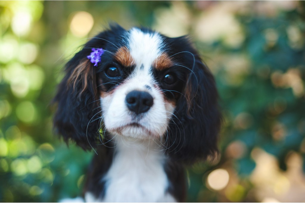 Cavalier King Charles Spaniel