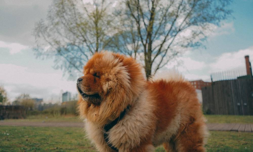 chow-chow-dog-breed