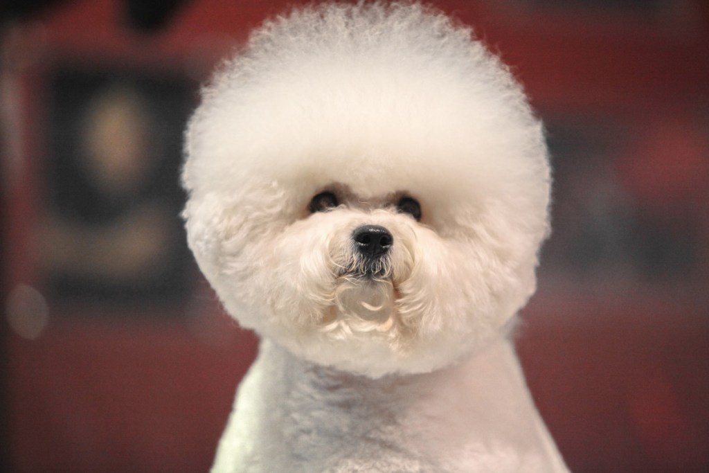 classic bichon frise