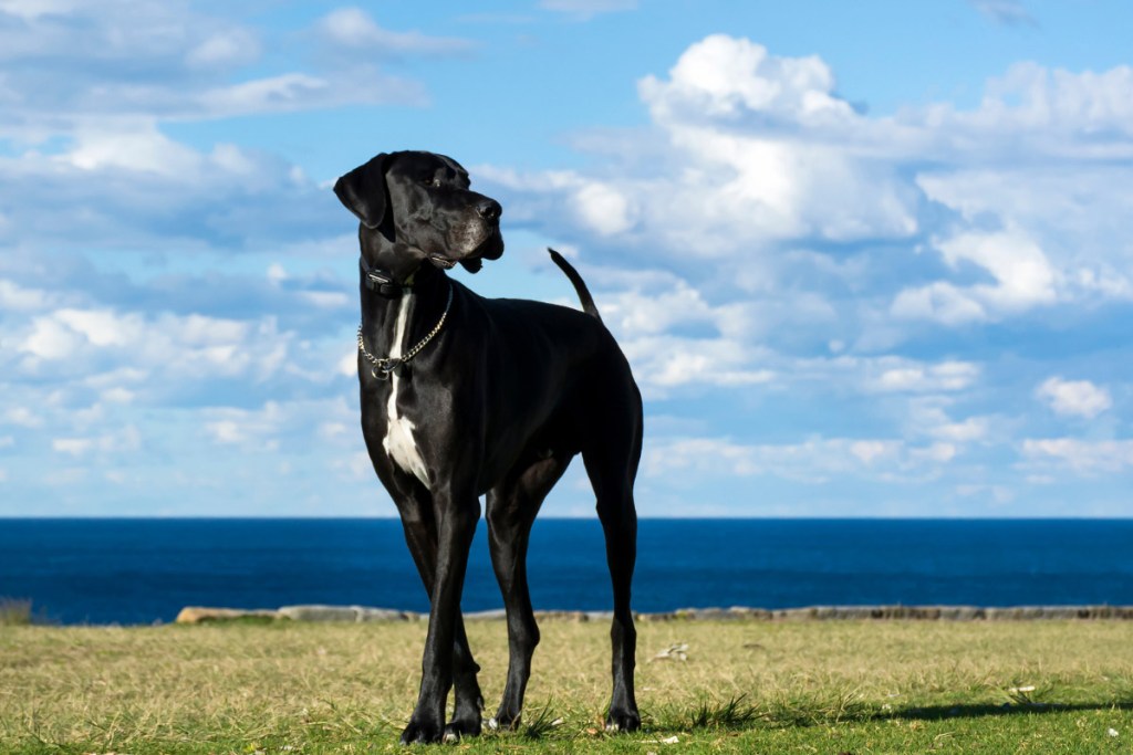 Great Dane