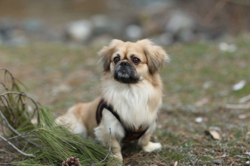 Pekingese