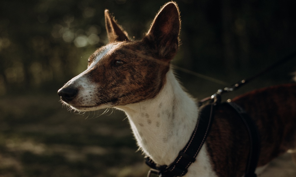 basenji