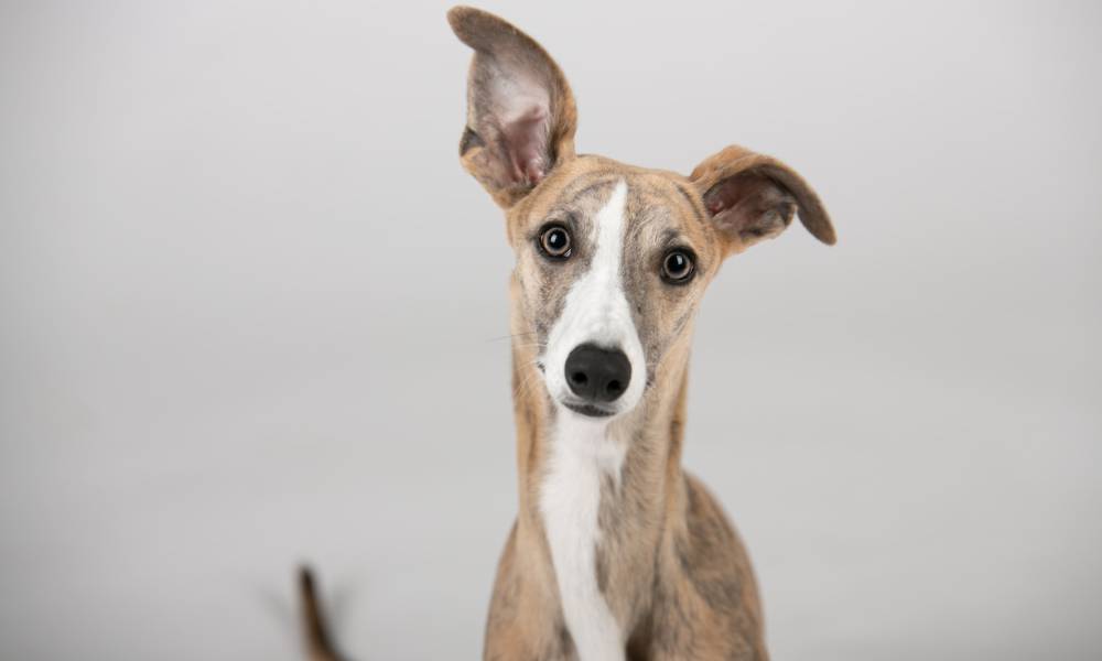 italian-greyhound-dog-breed