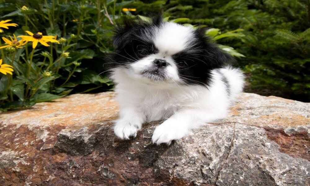 japanese-chin-small