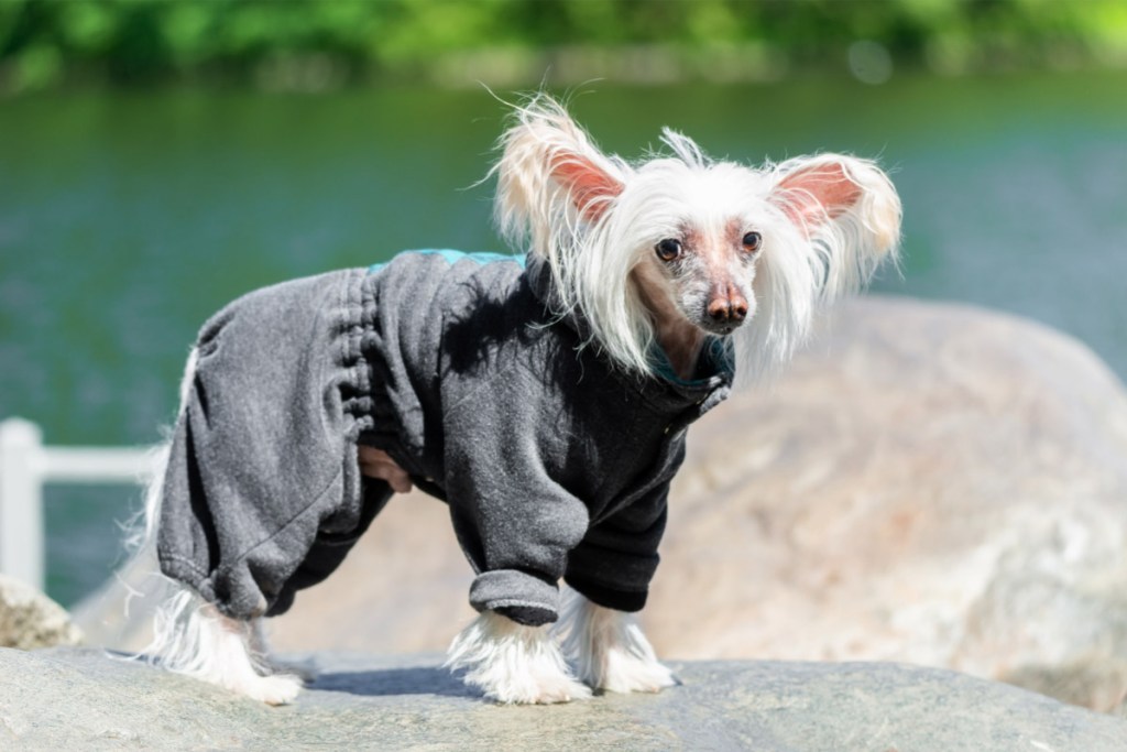 chinese crested