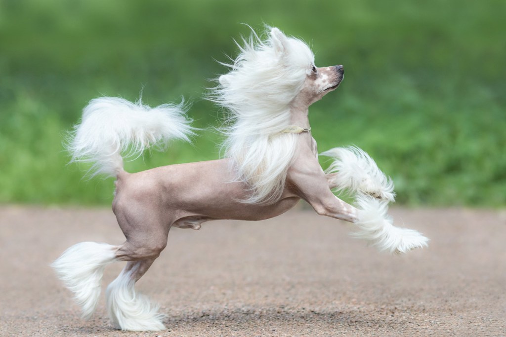 chinese crested dog