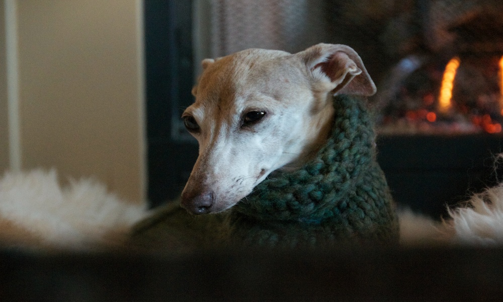 italian-greyhound