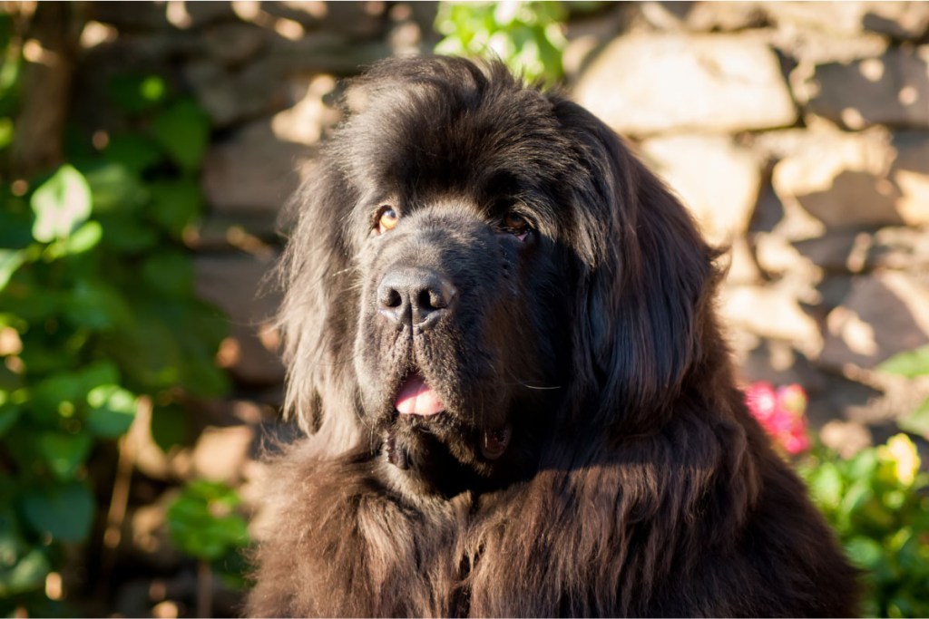 Newfoundland expensive dog breeds