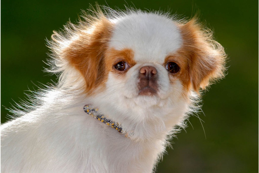 Japanese Chin dog