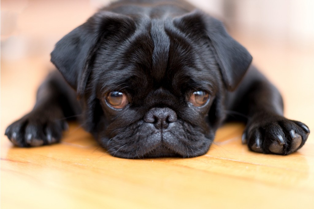 black pug black dog breeds