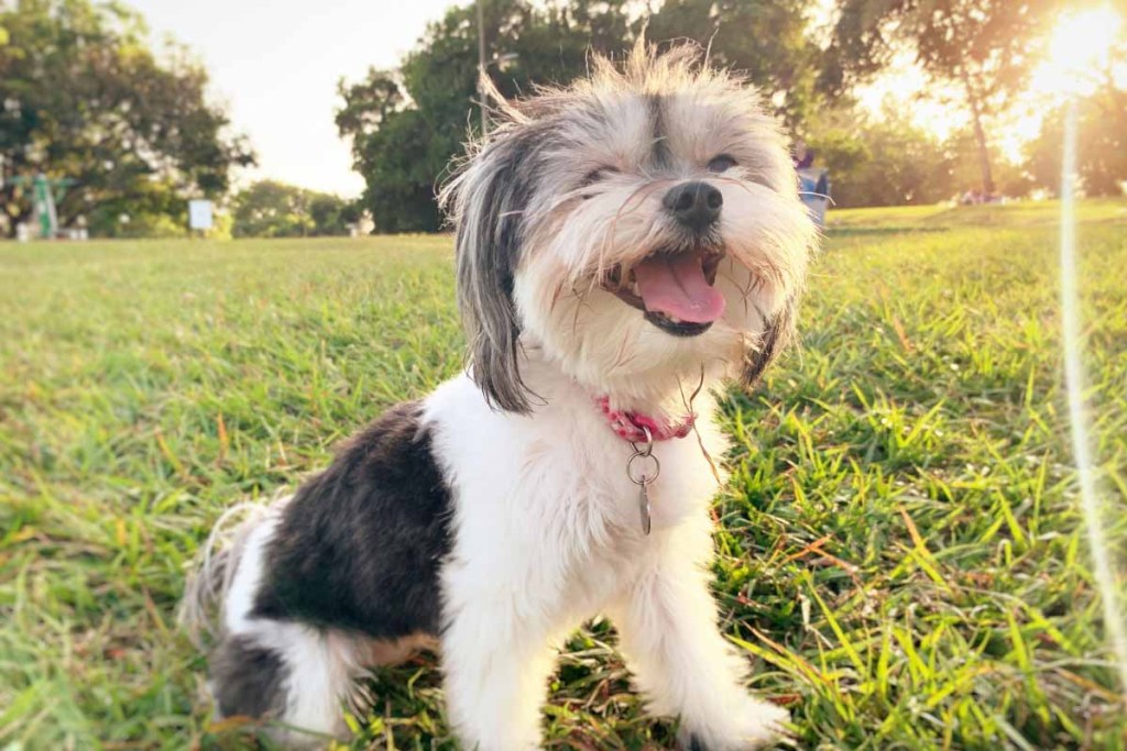 black and white havanese dog outsid