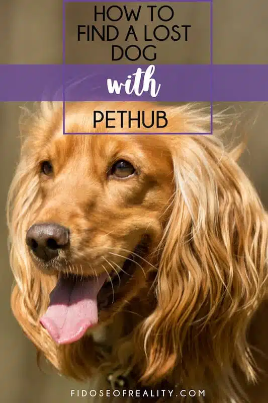 How to find a lost dog with PetHub