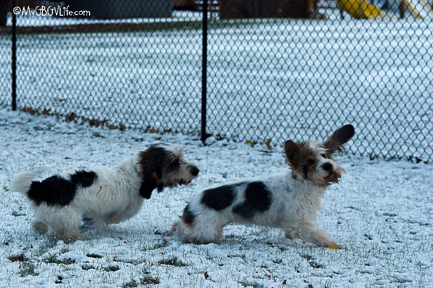 My GBGV Life Some Snow But We Blinked And It Was Gone