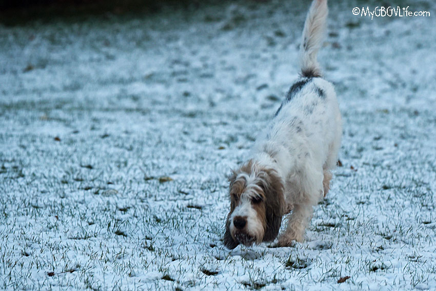 My GBGV Life sniffing the snow