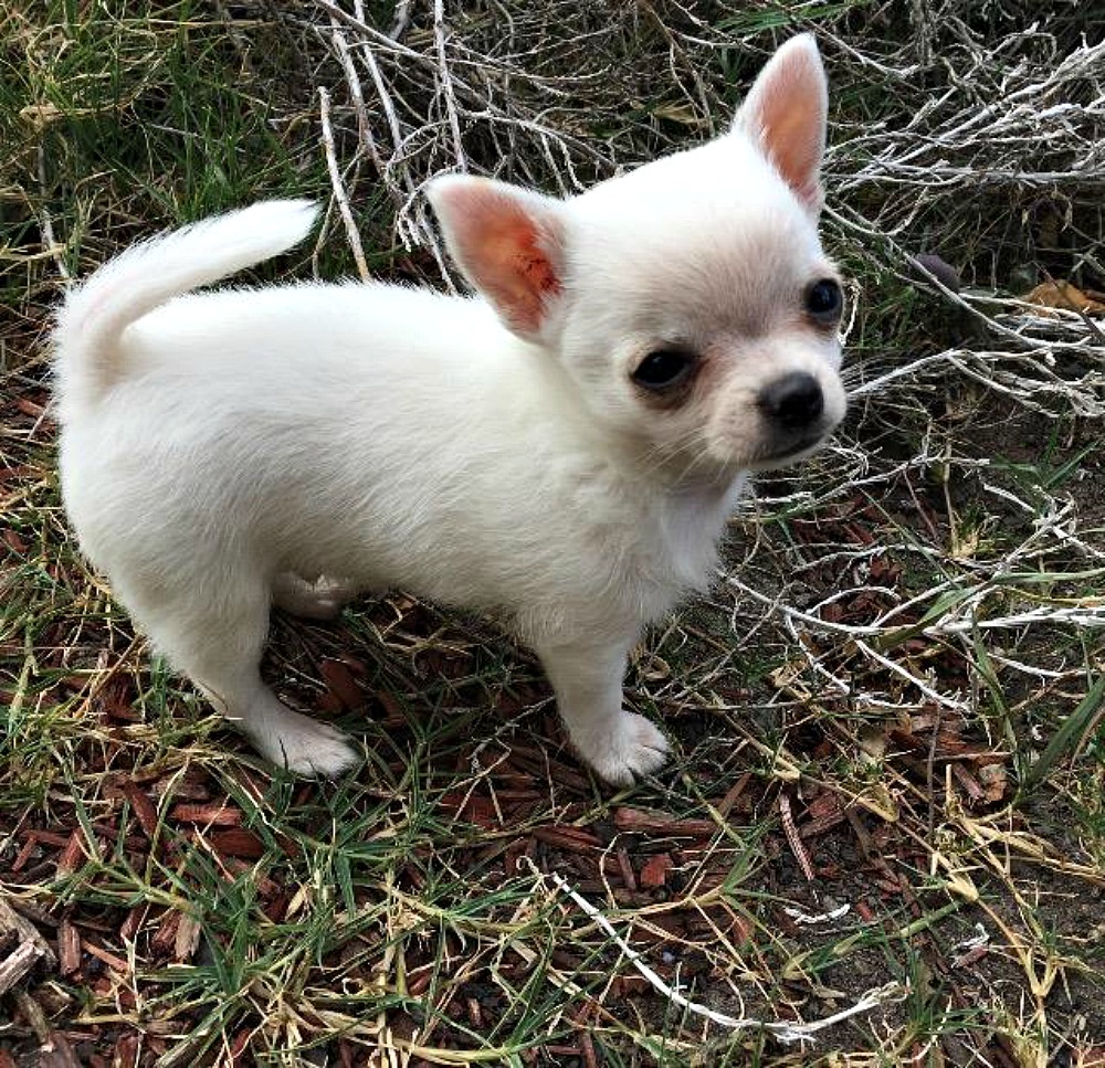 White chihuahua puppy standing in grass.