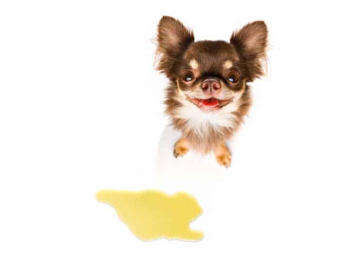 Cute chihuahua dog by puddle of urine.