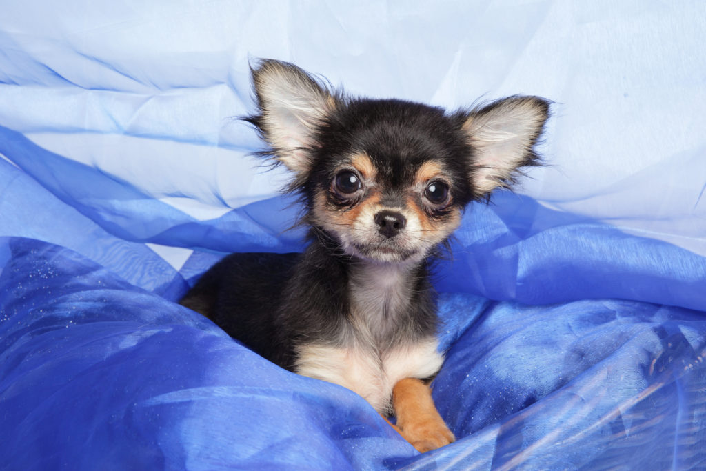 Cute Chihuahua puppy lying in a blue blanket. Close-up portrait.