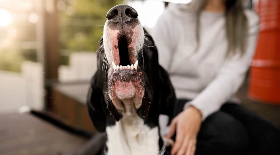 Dog howling with owner.