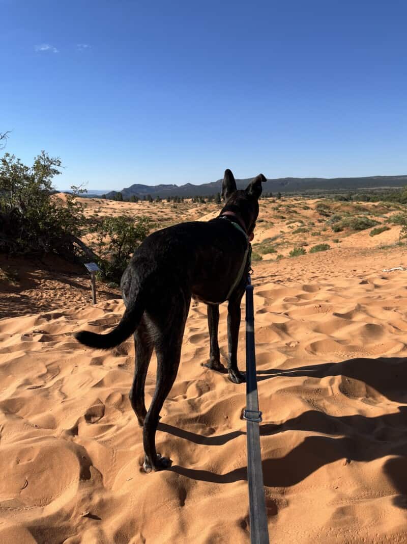 Brindle dog at Coral Pink Sand Dunes State Park near Kanab, Utah