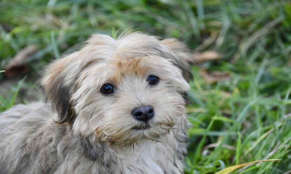 havanese-dog