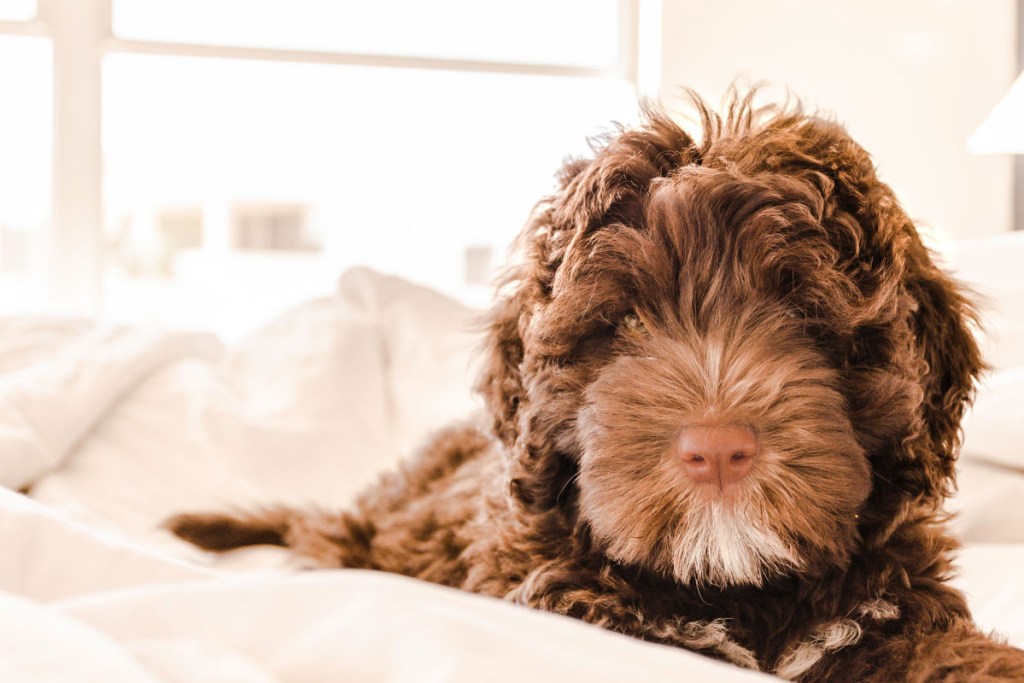 Portuguese Water Dog brown and white puppy calm dog breeds that don't shed