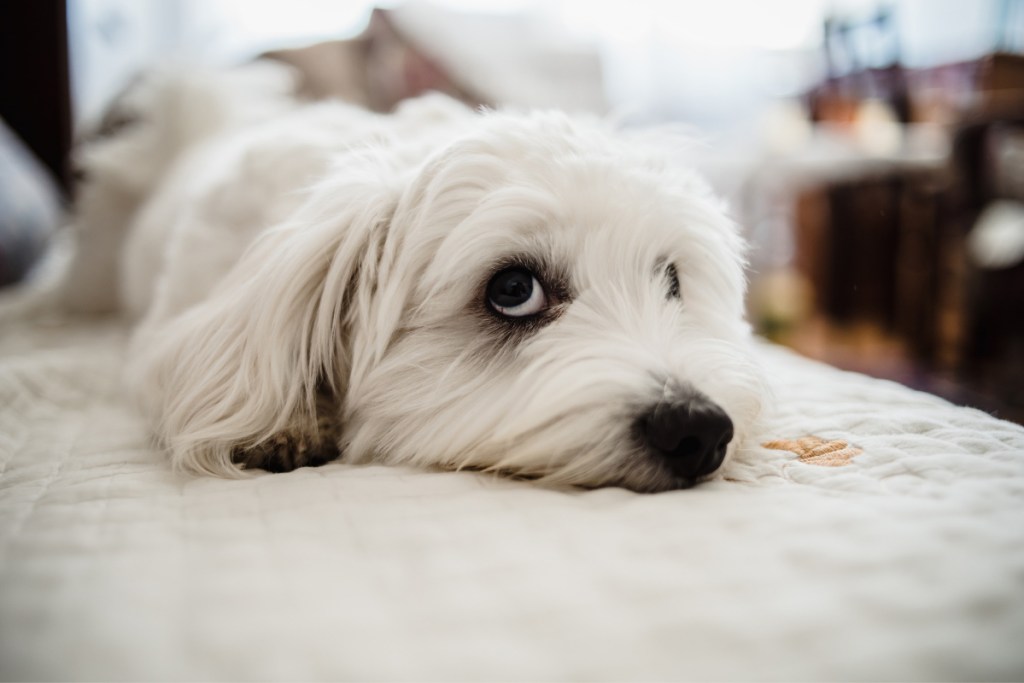 white maltese dog on bed why is my dog peeing on my bed